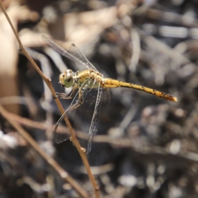 Diplacodes bipunctata (Wandering Percher) at Hawker, ACT - 11 Feb 2018 by AlisonMilton