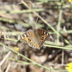 Junonia villida (Meadow Argus) at Hawker, ACT - 11 Feb 2018 by AlisonMilton