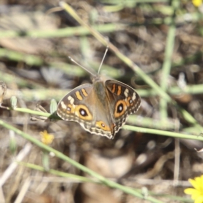 Junonia villida (Meadow Argus) at Hawker, ACT - 10 Feb 2018 by Alison Milton