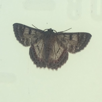 Crypsiphona ocultaria (Red-lined Looper Moth) at Kambah, ACT - 10 Feb 2018 by George