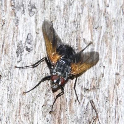 Chetogaster violacea/viridis (complex) (Bristle Fly) at Dunlop, ACT - 10 Feb 2018 by Alison Milton