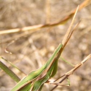 Acrida conica at Molonglo River Reserve - 11 Feb 2018 12:12 PM