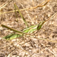 Acrida conica at Molonglo River Reserve - 11 Feb 2018