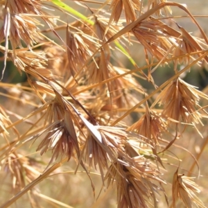 Themeda triandra at Molonglo River Reserve - 11 Feb 2018 12:13 PM