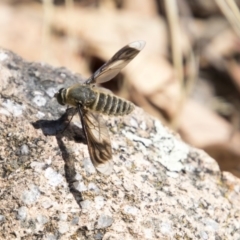 Comptosia sp. (genus) at Dunlop, ACT - 11 Feb 2018 10:41 AM