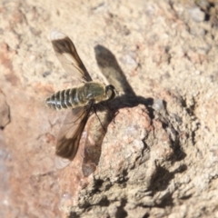 Comptosia sp. (genus) at Dunlop, ACT - 11 Feb 2018 10:41 AM