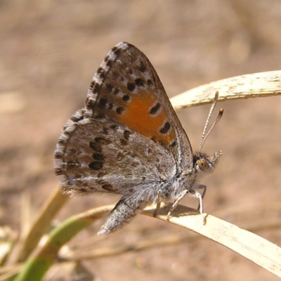 Lucia limbaria (Chequered Copper) at Molonglo River Reserve - 10 Feb 2018 by MatthewFrawley