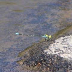 Pseudagrion aureofrons (Gold-fronted Riverdamsel) at Molonglo River Reserve - 11 Feb 2018 by MatthewFrawley