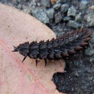 Porrostoma rhipidium at Belconnen, ACT - 11 Feb 2018