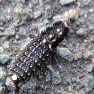 Porrostoma rhipidium at Belconnen, ACT - 11 Feb 2018