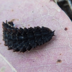 Porrostoma rhipidium at Belconnen, ACT - 11 Feb 2018 06:54 AM