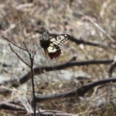 Papilio anactus (Dainty Swallowtail) at Dunlop, ACT - 11 Feb 2018 by Alison Milton