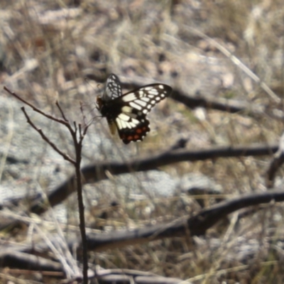 Papilio anactus (Dainty Swallowtail) at Dunlop, ACT - 11 Feb 2018 by AlisonMilton