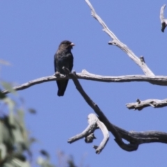 Eurystomus orientalis (Dollarbird) at The Pinnacle - 11 Feb 2018 by AlisonMilton