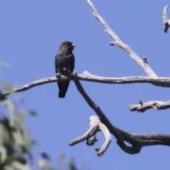 Eurystomus orientalis (Dollarbird) at Hawker, ACT - 11 Feb 2018 by Alison Milton