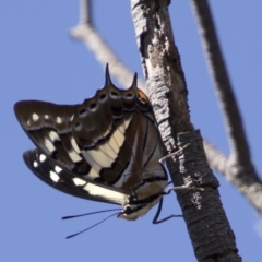 Charaxes sempronius (Tailed Emperor) at Dunlop, ACT - 11 Feb 2018 by AlisonMilton