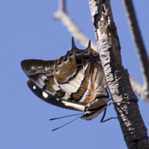 Charaxes sempronius at Dunlop, ACT - 11 Feb 2018 11:02 AM