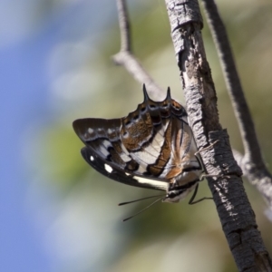 Charaxes sempronius at Dunlop, ACT - 11 Feb 2018 11:02 AM