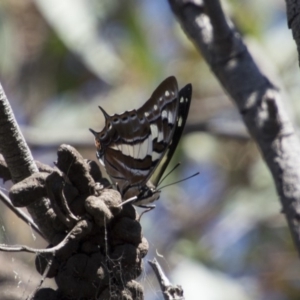 Charaxes sempronius at Dunlop, ACT - 11 Feb 2018 11:02 AM