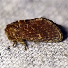 Pseudanapaea (genus) (A cup moth) at O'Connor, ACT - 8 Feb 2018 by ibaird