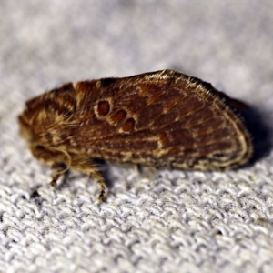 Pseudanapaea (genus) at O'Connor, ACT - 8 Feb 2018