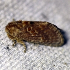 Pseudanapaea (genus) at O'Connor, ACT - 8 Feb 2018