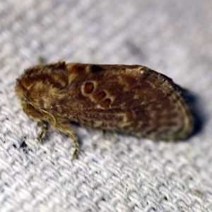 Pseudanapaea (genus) at O'Connor, ACT - 8 Feb 2018