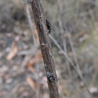 Simaetha sp. (genus) (Unidentified Brown jumper) at Belconnen, ACT - 6 Feb 2018 by CathB