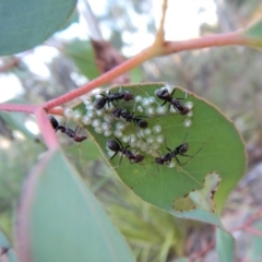 Iridomyrmex purpureus (Meat Ant) at Belconnen, ACT - 10 Feb 2018 by CathB