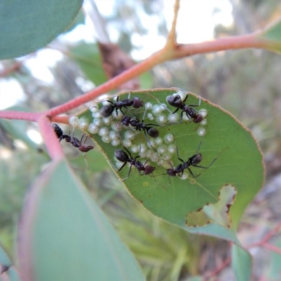 Iridomyrmex purpureus (Meat Ant) at Belconnen, ACT - 10 Feb 2018 by CathB