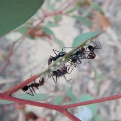 Iridomyrmex purpureus at Belconnen, ACT - 11 Feb 2018 07:19 AM