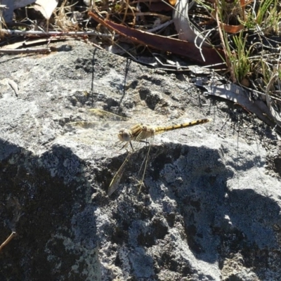 Orthetrum caledonicum (Blue Skimmer) at Majura, ACT - 11 Feb 2018 by WalterEgo