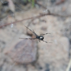 Latrodectus hasselti (Redback Spider) at Point 3852 - 10 Feb 2018 by CathB