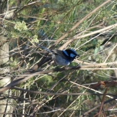 Malurus cyaneus (Superb Fairywren) at Canberra Central, ACT - 10 Feb 2018 by WalterEgo