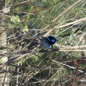 Malurus cyaneus at Canberra Central, ACT - 11 Feb 2018