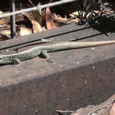 Liopholis whitii (White's Skink) at Paddys River, ACT - 1 Feb 2018 by DPRees125