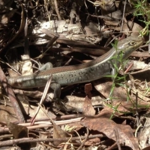 Liopholis whitii at Paddys River, ACT - 2 Feb 2018 12:00 AM