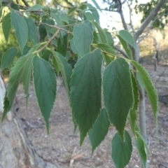 Celtis australis (Nettle Tree) at Mount Ainslie - 10 Feb 2018 by WalterEgo