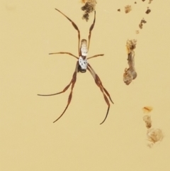 Trichonephila edulis (Golden orb weaver) at Dunlop, ACT - 11 Feb 2018 by BobS