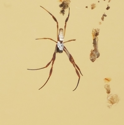 Trichonephila edulis (Golden orb weaver) at Dunlop, ACT - 11 Feb 2018 by BobS