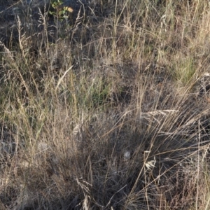 Poa sieberiana var. sieberiana at Griffith, ACT - 23 Apr 2018