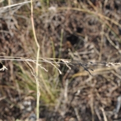 Poa sieberiana var. sieberiana at Griffith, ACT - 23 Apr 2018 12:16 PM