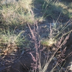 Poa sieberiana var. sieberiana at Griffith, ACT - 23 Apr 2018 12:16 PM