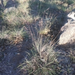 Poa sieberiana var. sieberiana at Griffith, ACT - 23 Apr 2018