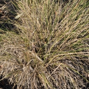 Nassella neesiana at Narrabundah, ACT - 11 Feb 2018