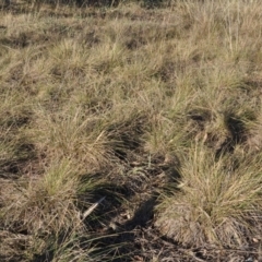 Nassella neesiana at Narrabundah, ACT - 11 Feb 2018