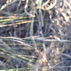 Nassella neesiana at Narrabundah, ACT - 11 Feb 2018 06:37 PM