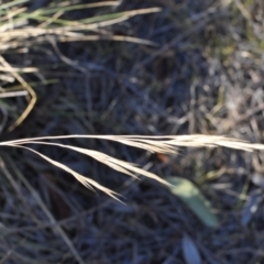 Nassella neesiana at Narrabundah, ACT - 11 Feb 2018