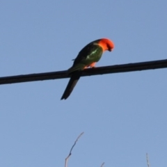 Alisterus scapularis (Australian King-Parrot) at Griffith Woodland - 11 Feb 2018 by ianandlibby1