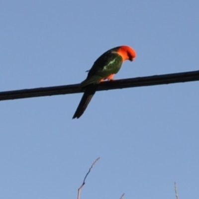 Alisterus scapularis (Australian King-Parrot) at Griffith, ACT - 11 Feb 2018 by ianandlibby1